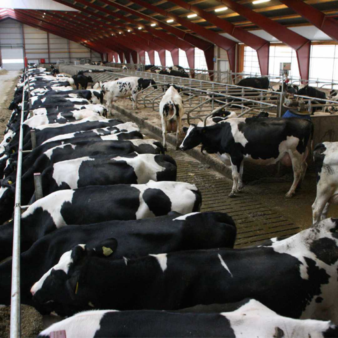 مقابله با استرس گرمایی در گله های گاو شیری-بخش دوم